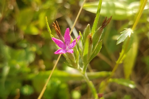 Deptford Pink