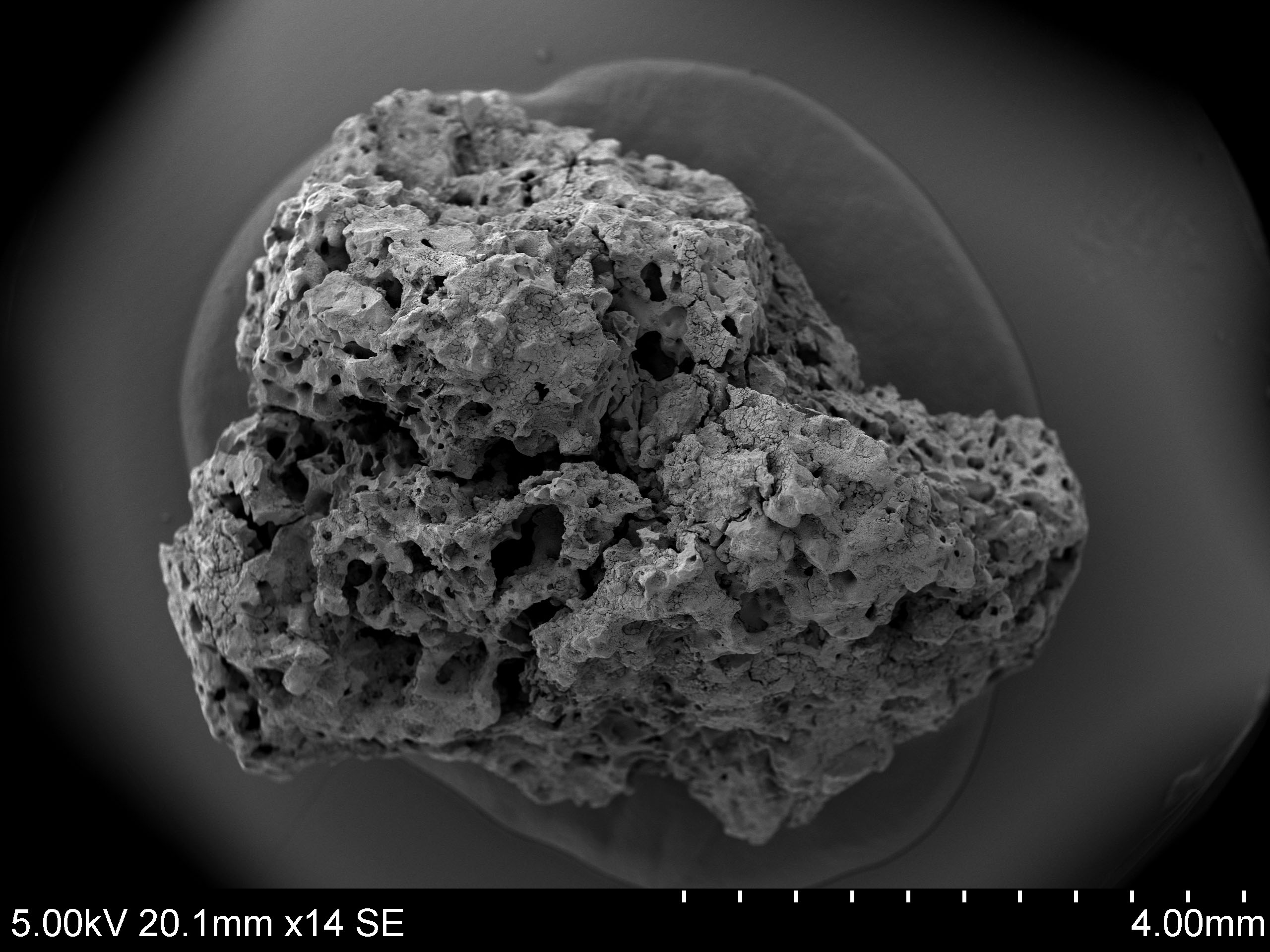 These microscopic samples show what is believed to be the earliest evidence of beer making in the UK, potentially dating back to 400 BC