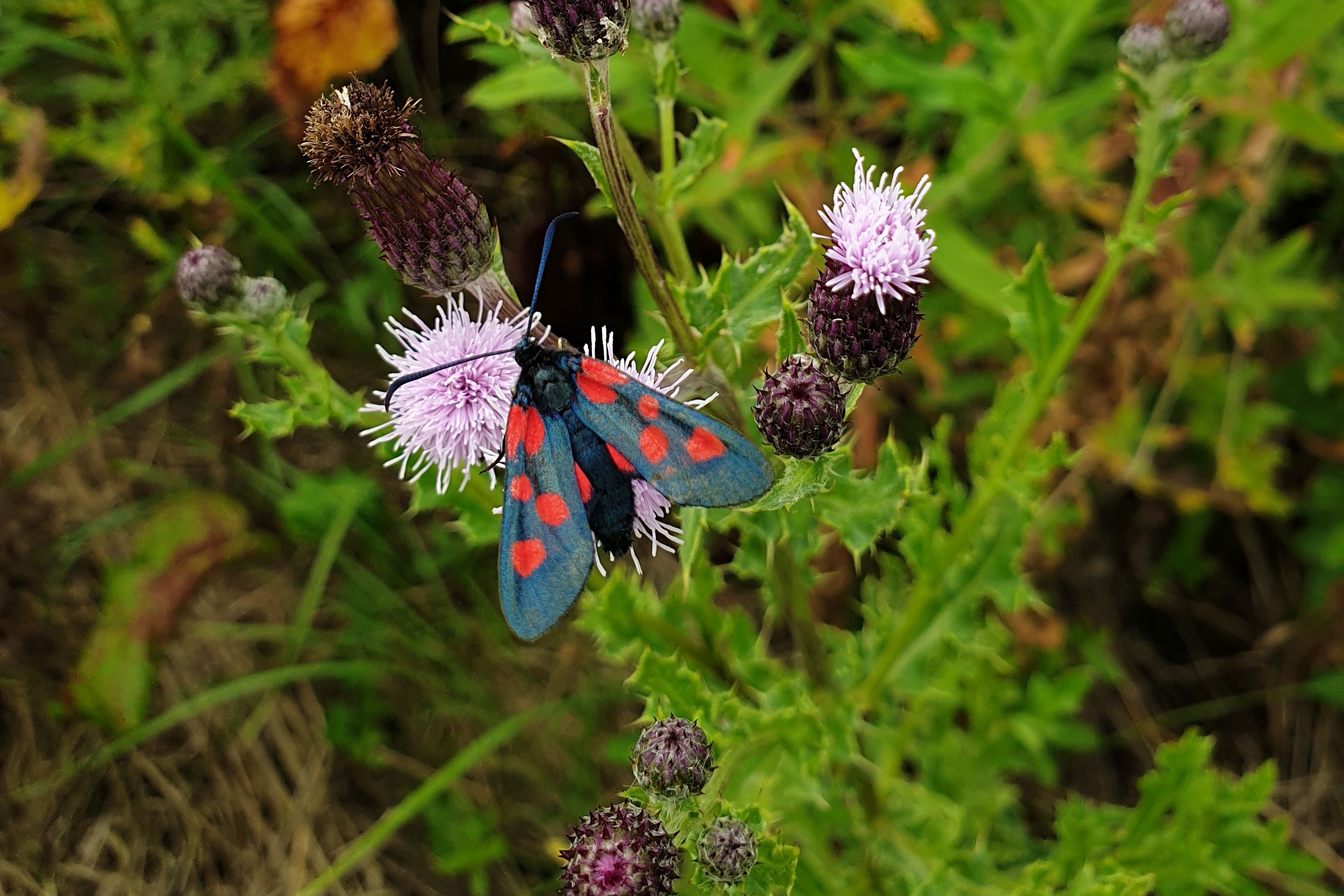 Five Spot Burnet Moth