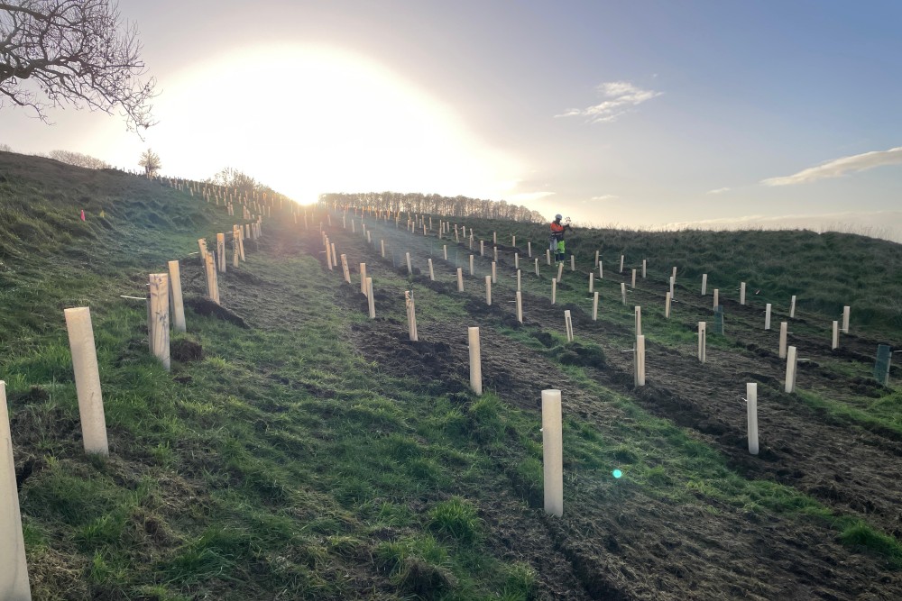 Some of the native tree species we've panted on the A417 Missing Link