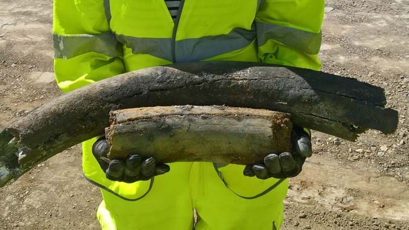 Mammoth discovery on A14 improvement programme