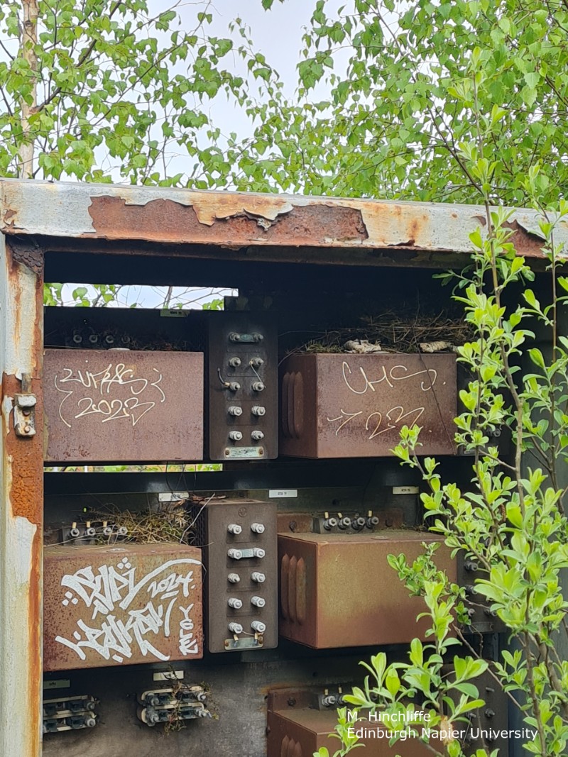 Birds nesting inside an old railway fuse box. Copyright M Hinchliffe, Edinburgh Napier University