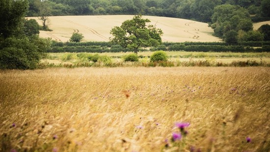 National Highways and Plantlife announce biodiversity boost