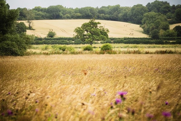 National Highways and Plantlife announce biodiversity boost