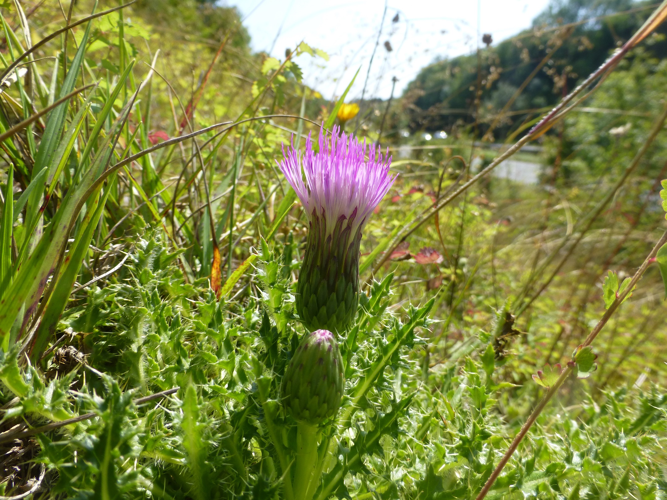 Purple dwarf thistle