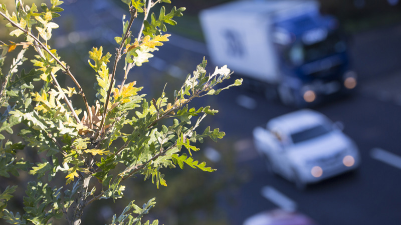 Trees near your property