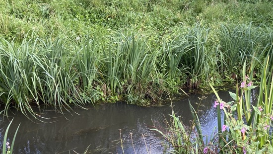 Highway voles thriving in new habitat as Norfolk dualling scheme progresses