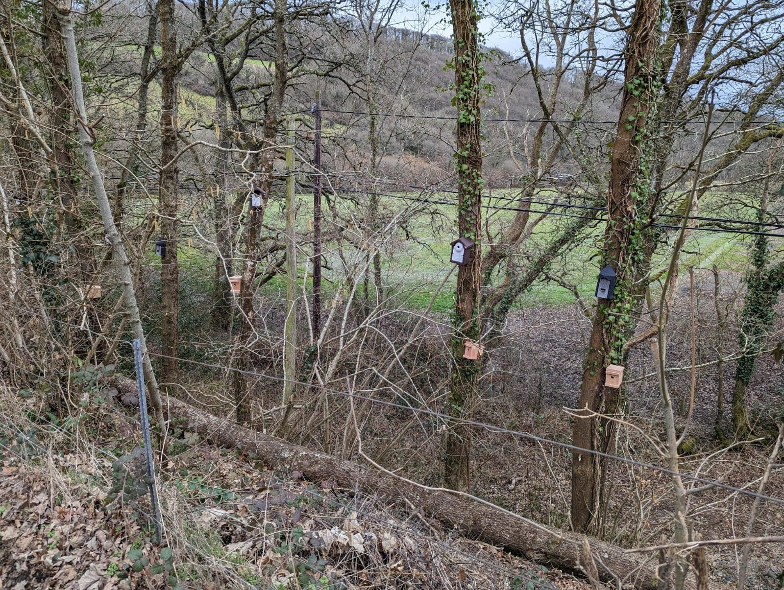 Bird nesting boxes installed on a site in Somerset by Hammond.
