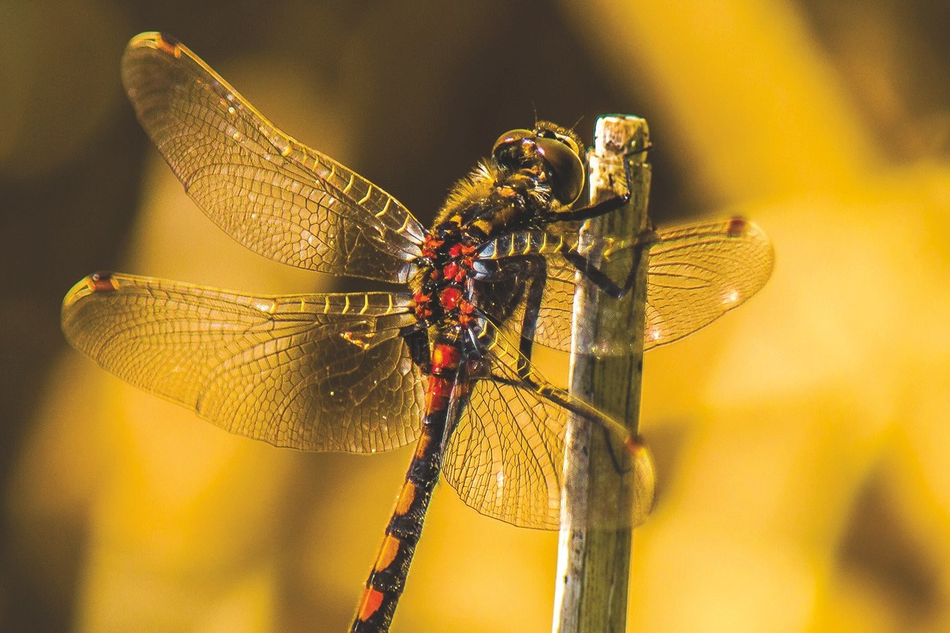 White faced dragonfly