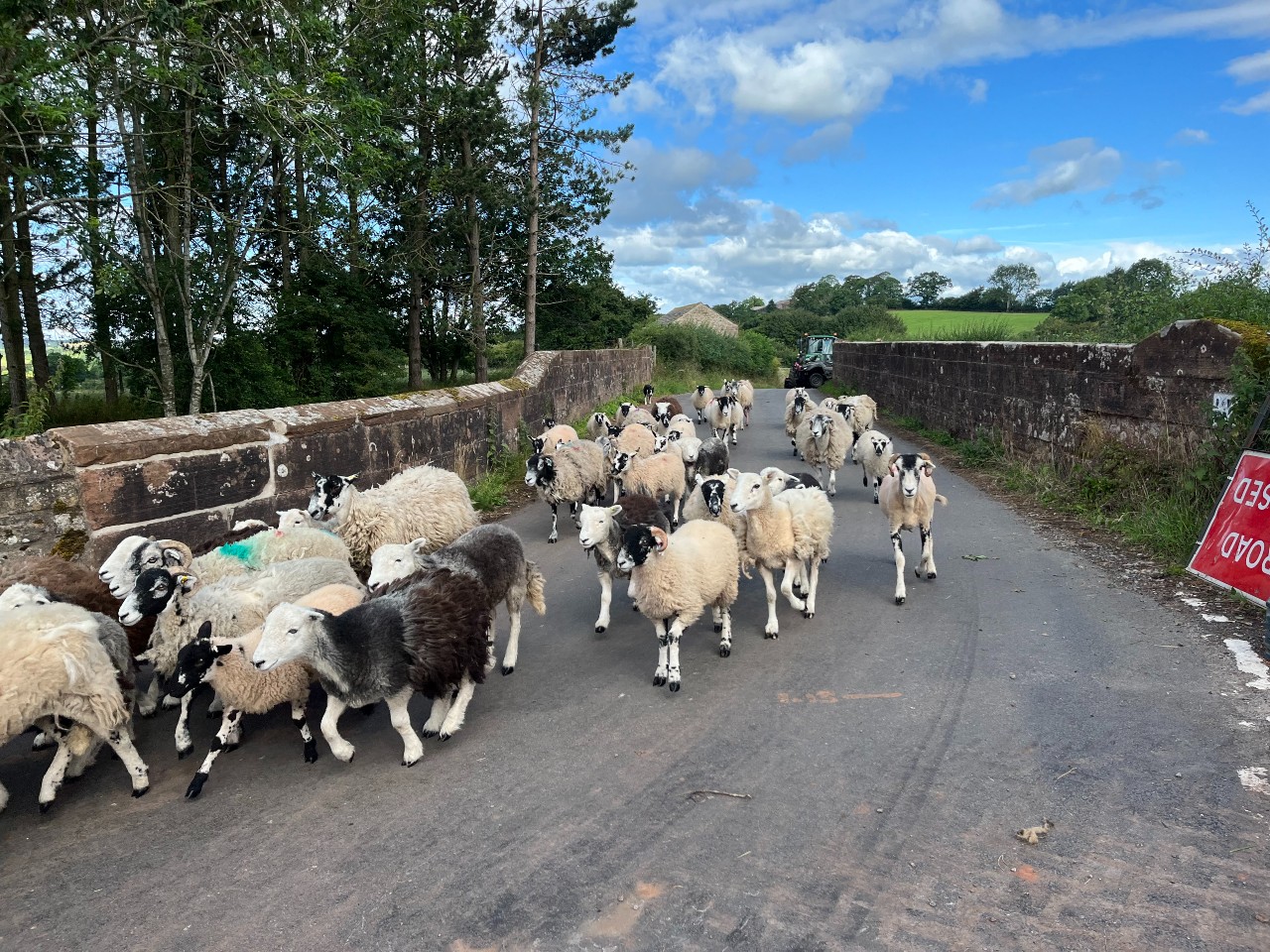 Contractors oversee the safe movement of sheep over the bridge