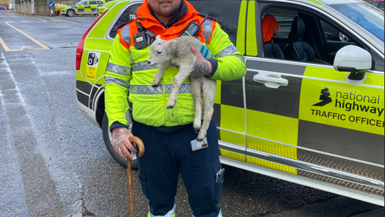 Would ewe believe it! How hunt for lost sheep drove traffic officers baa-rmy