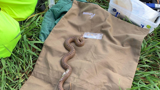 Why did the grass snake cross the road? Reptiles moved to new habitats as part of Gloucestershire road upgrade