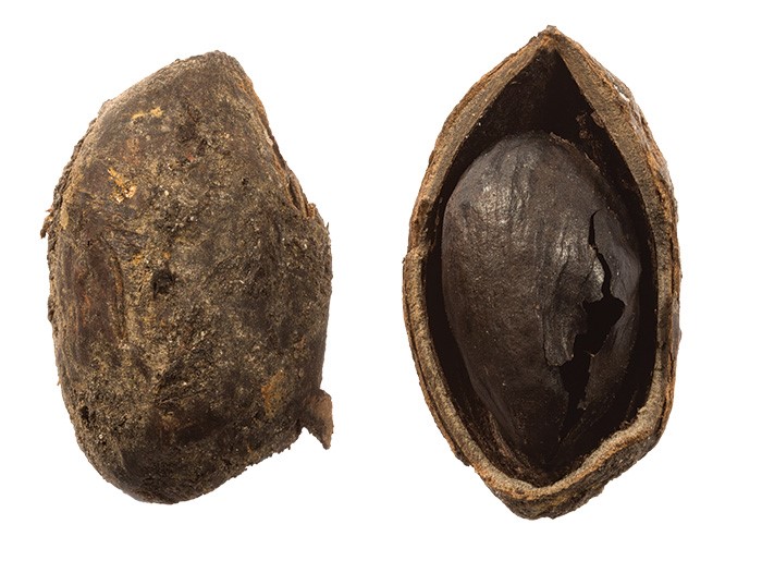 Oldest pistachio nut ever found in the UK