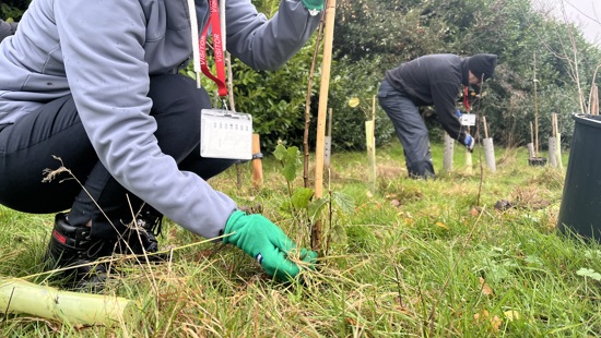 National Highways partners with The Tree Council to support up to 40 community projects with tree donations