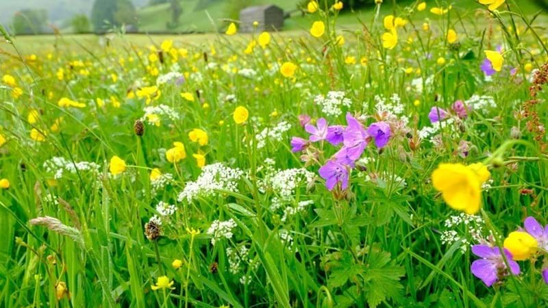 National Highways and Plantlife announce biodiversity boost in Cornwall