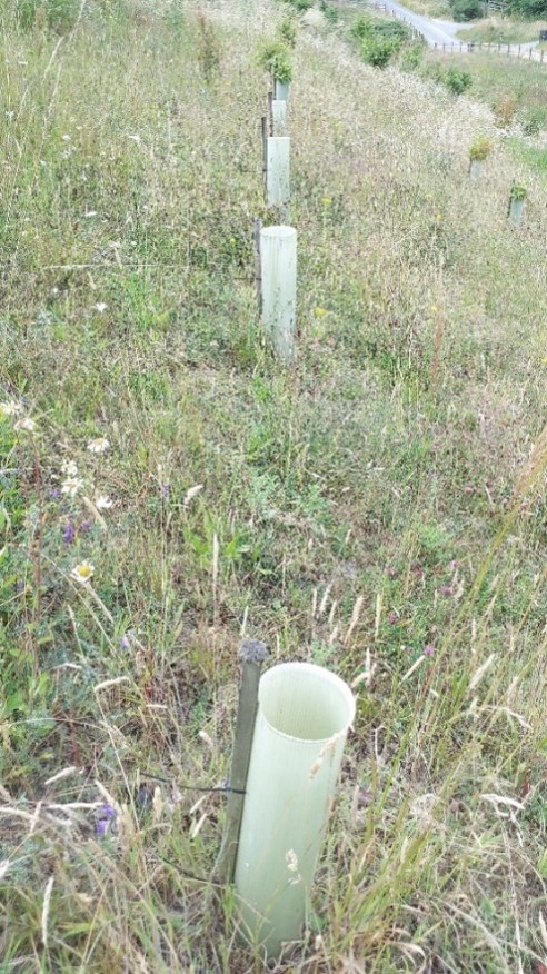 Photo 4: Dead planting in plot 20A/B. This should have been replaced as part of the aftercare requirements. Source: Evaluation site visit July 2023.