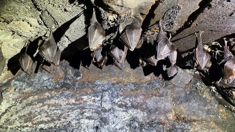 Surveys show bat populations thriving on Historical Railway Estate