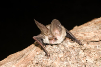 A brown-long eared bat