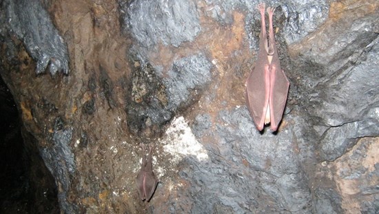 To the bat cave! National Highways supporting bats living alongside the A303