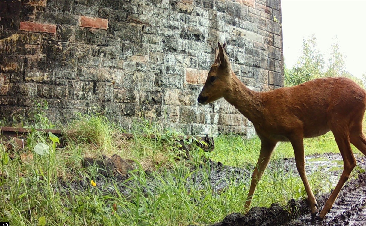 Roe deer captured under HRE railway bridge