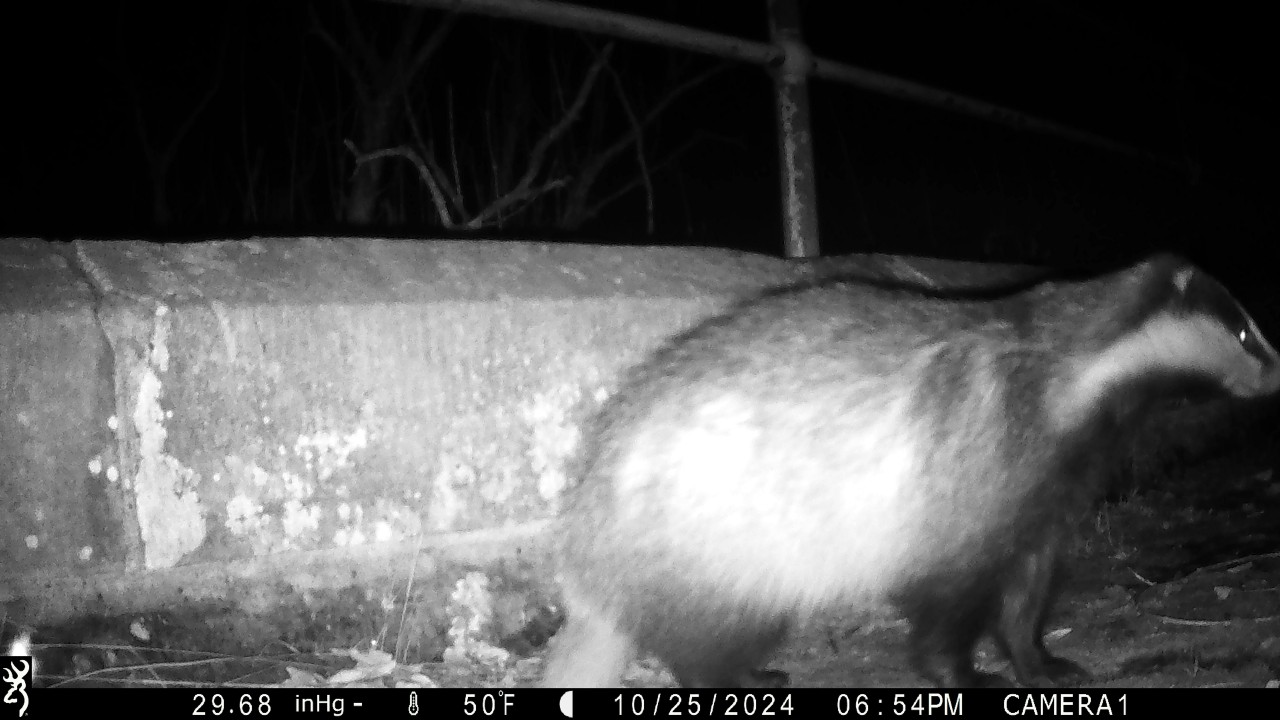 A badger caught on camera