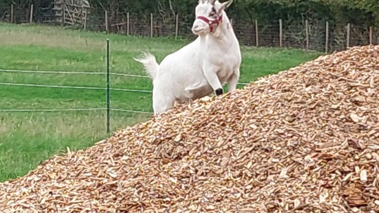 National Highways chips in to support animals at education project