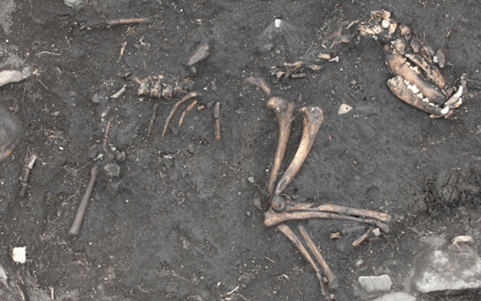 Anglo-Saxon dog burial