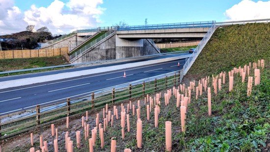 Green bridge planting provides final flourish to A30 upgrade’s legacy work