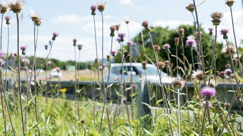 National Highways and The Wildlife Trusts announce biodiversity boost across England