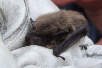 A whiskered bat