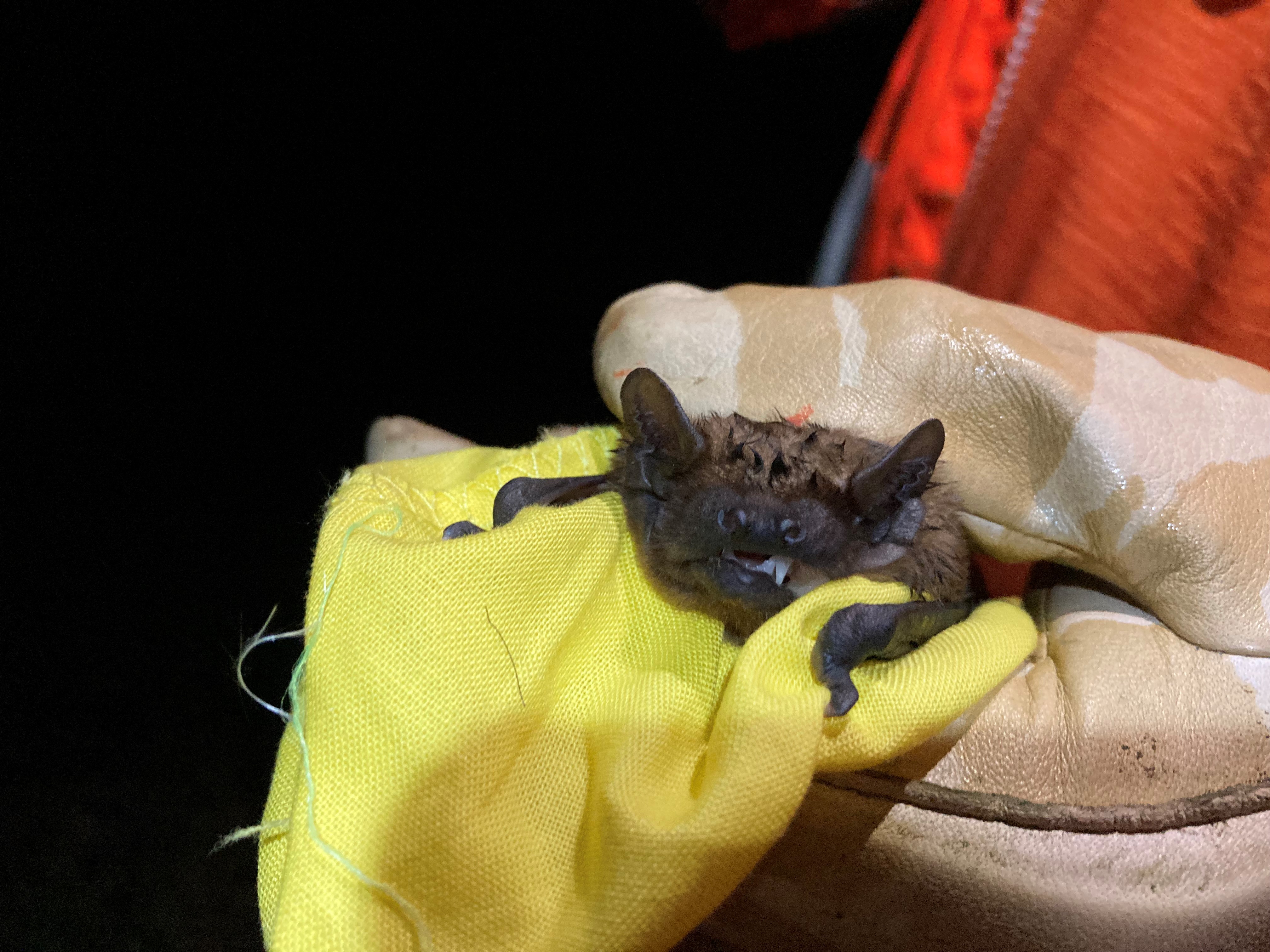 Male noctule bat