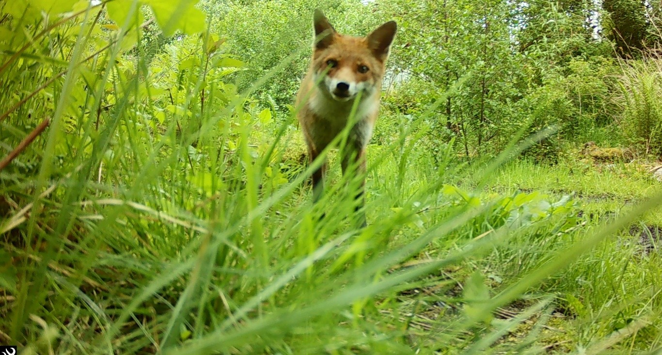 Fox caught checking out a wildlife cam at the Greenock brownfield study site