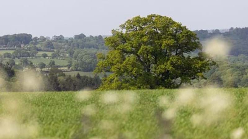 Fightback against aggressive tree disease continues