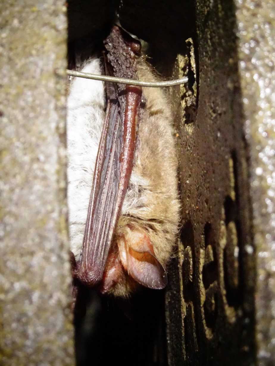 Natterer bat nestled in installed bat crevice in Oxfordshire