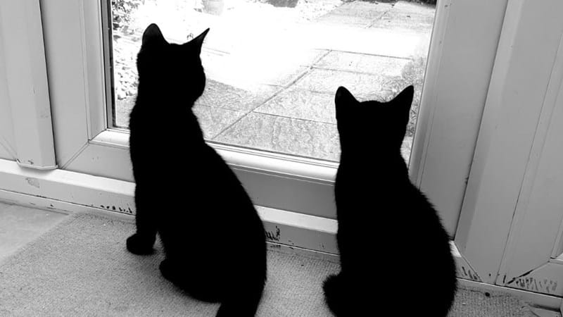 A tail of paws-itivity for two black cats