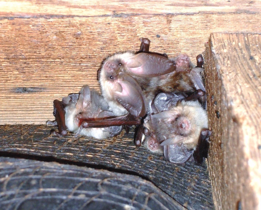 3 Brown long-eared bats in a bat box