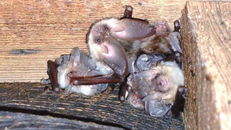 National Highways supporting bats living along the A303