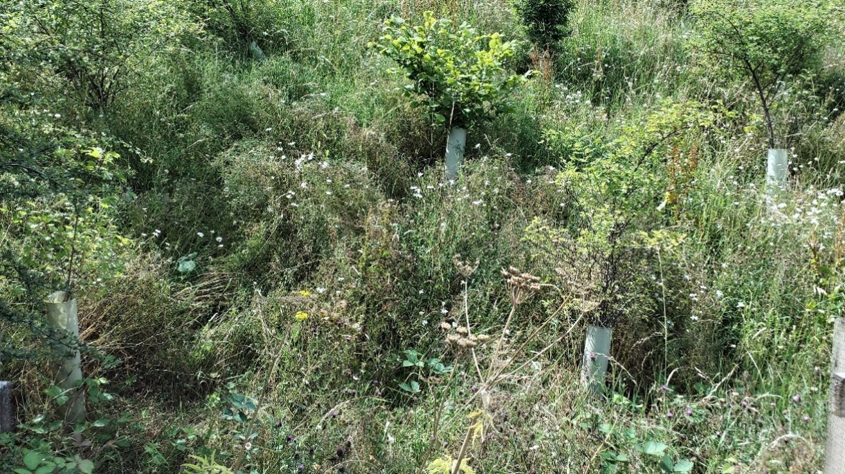 Photo 2: Near Colton Underpass. Guards still in place but trees and shrubs were growing. Plot contained some weeds (brambles, ragwort), but also some wildflowers (teasel, knapweed) Source: Evaluation site visit July 2023.