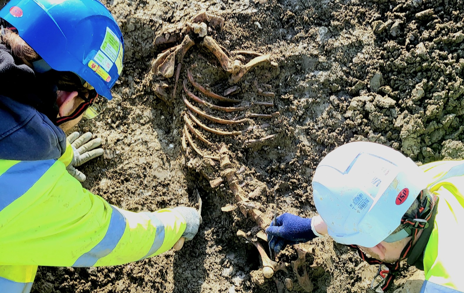 Two archaeologists finding an animal skeleton