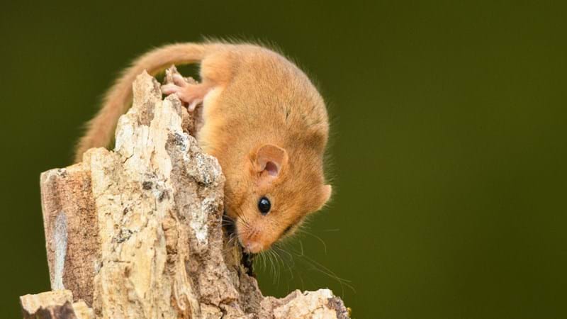 Highways England helps support rare colony of dormice on M1