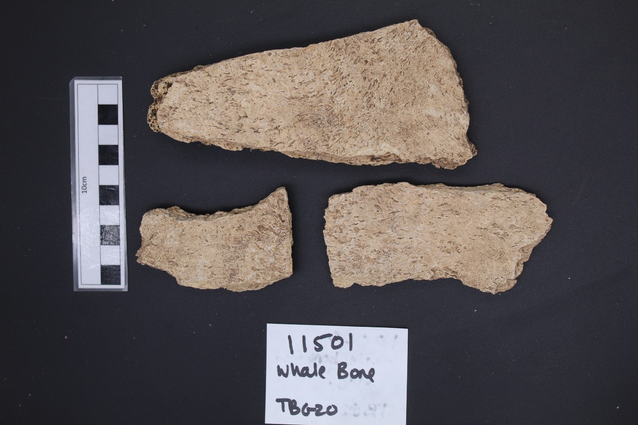 Fragments of whale bone