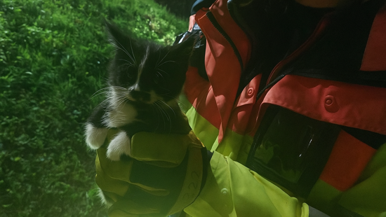 Motorway kitten rescue sparks safety warning to drivers