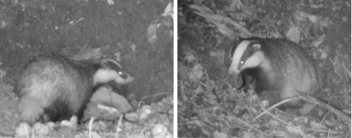 Images from our secret cameras showing the badgers in the artificial sett