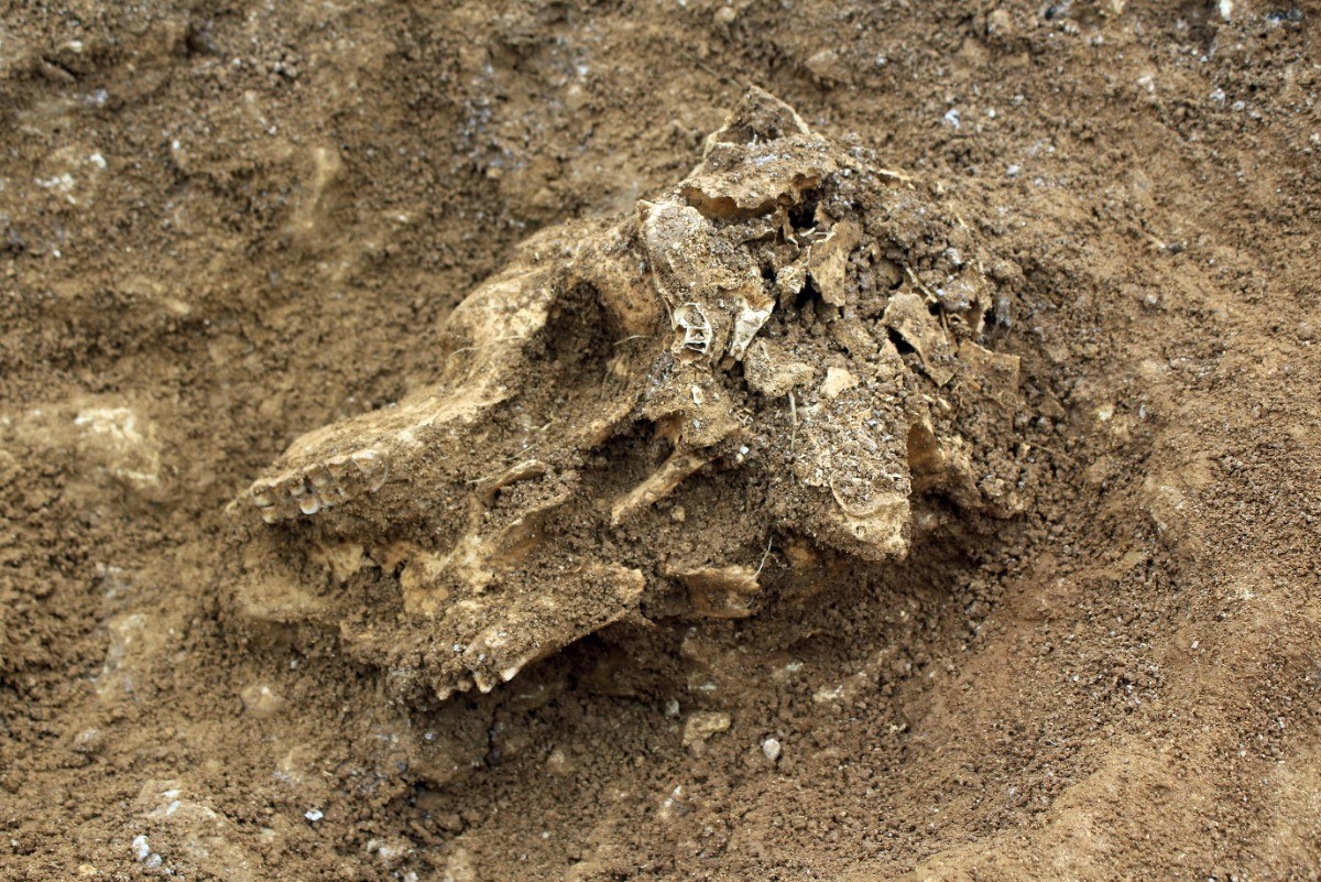 A cattle skull found at the site that had been deliberately buried in the outer enclosure ditch