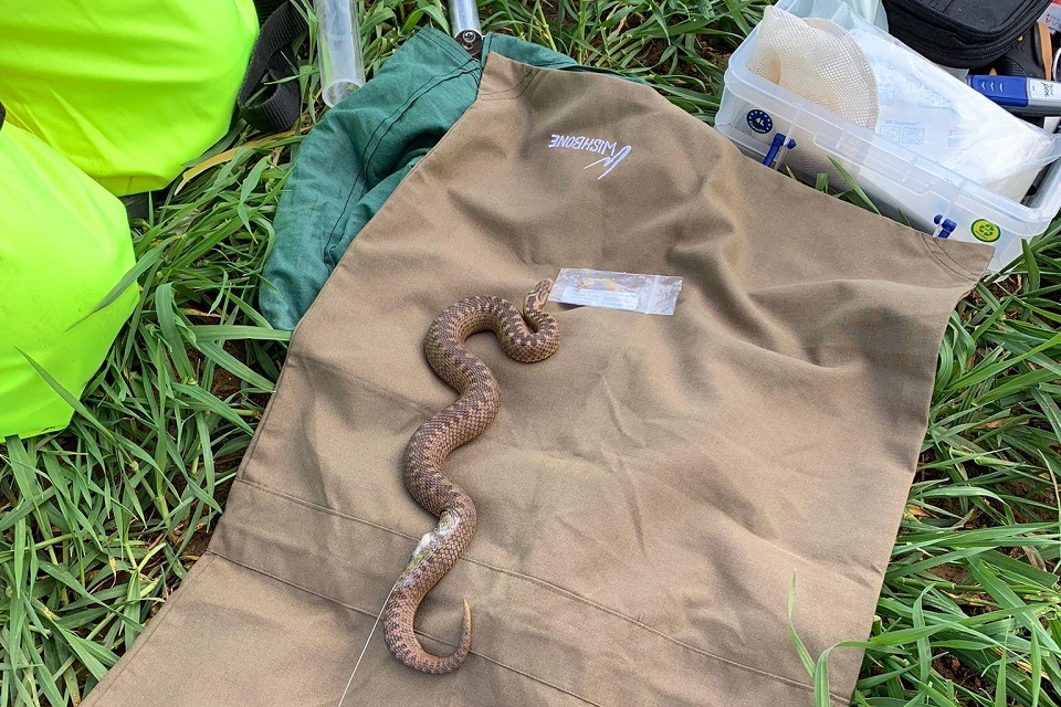 An adder, tagged as part of our translocation programme.