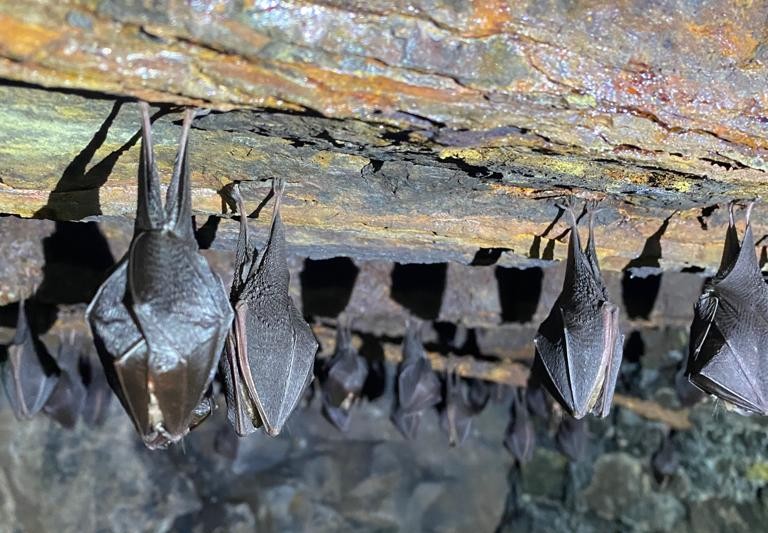 Rare lesser horseshoe bats roosting in a South Wales tunnel