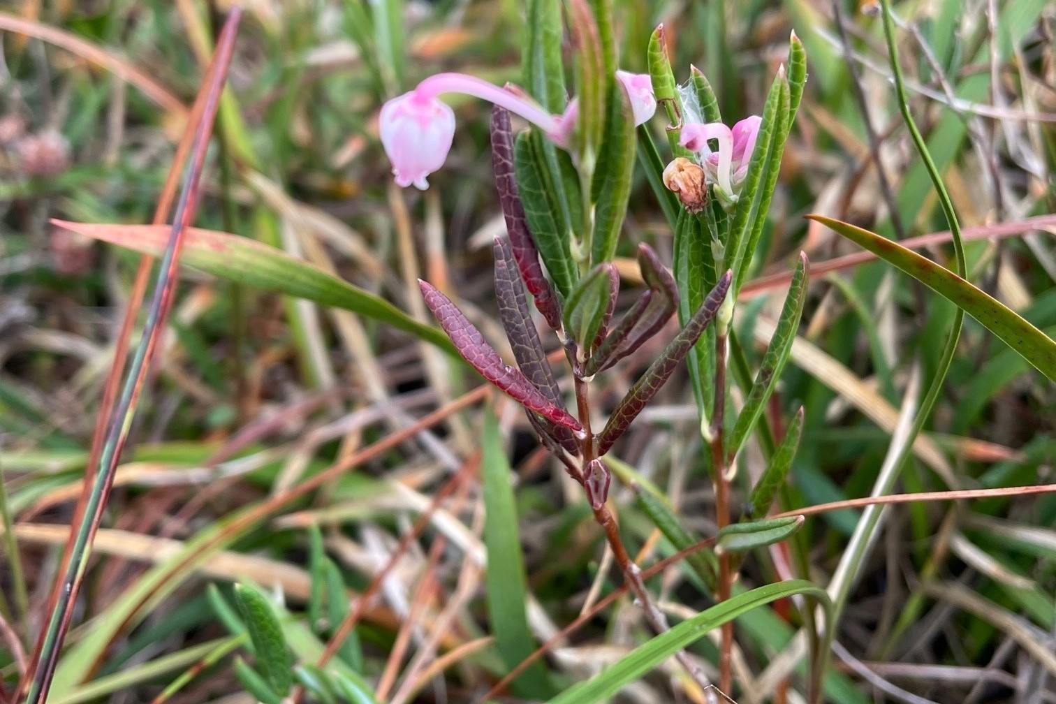 Bog Rosemary on Shap Fells peatland.