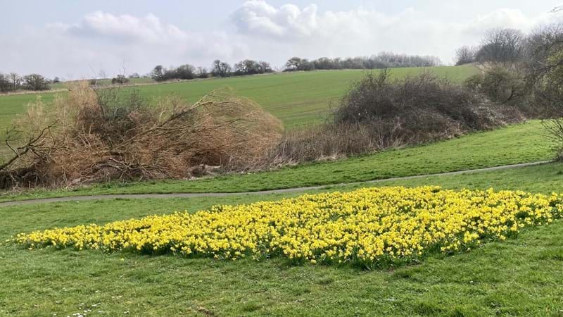 Spring blooms of more than 5000 daffodils bring the colour back to Bluebell Dene