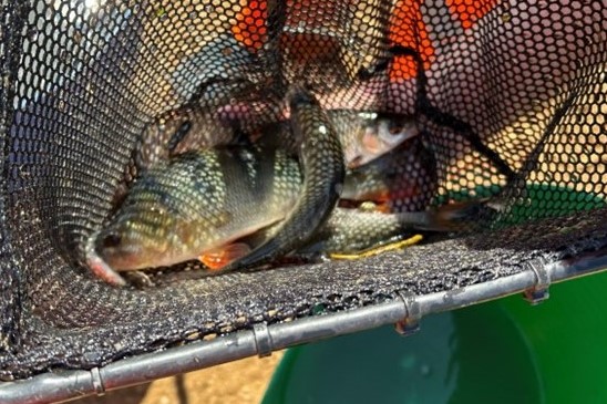 Fish in net during relocation