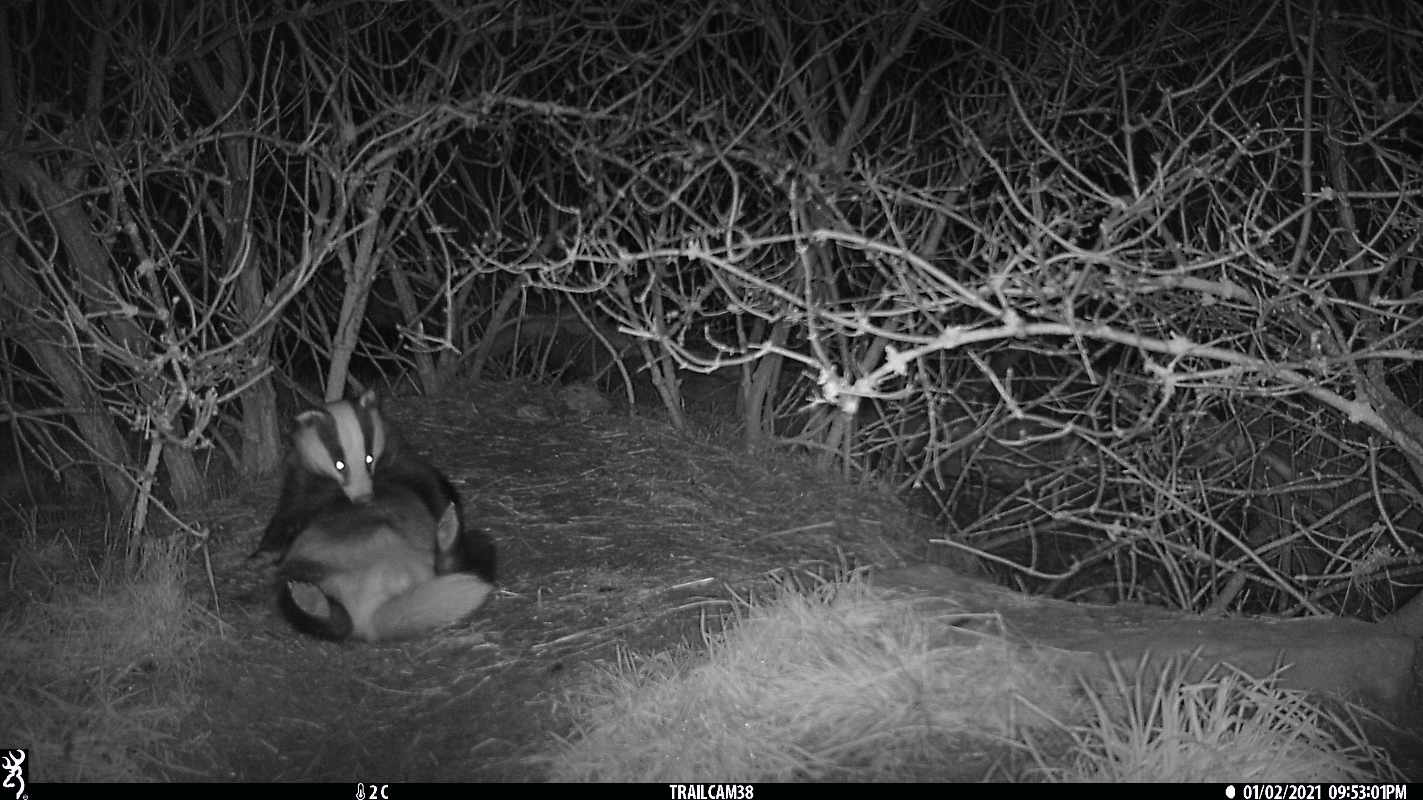 badger in woodland